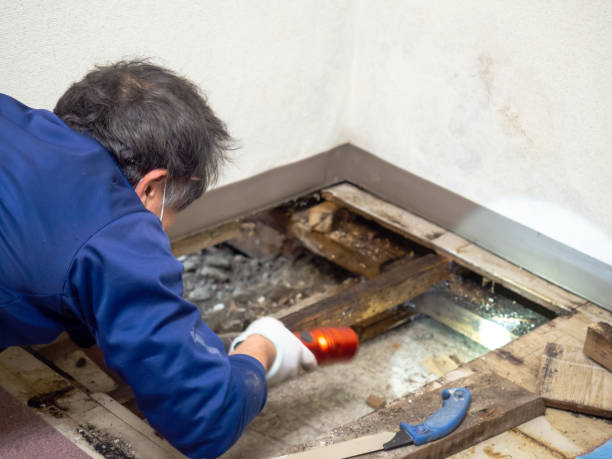 Best Health and Safety Mold Remediation in Lwa, CA