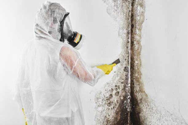Best Preventive Mold Services in Lwa, CA