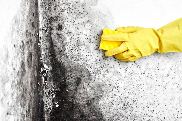Best Basement Mold Remediation in Lwa, CA