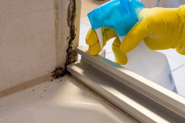 Best Industrial Mold Remediation in Lwa, CA