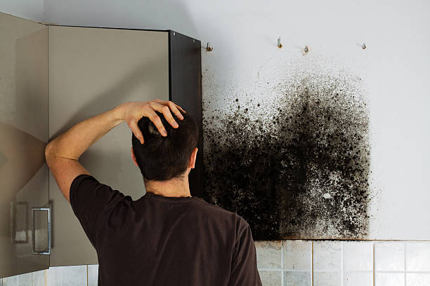 Best White Mold Remediation in Lwa, CA