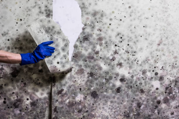 Best Mold Testing and Inspection Services in Lwa, CA